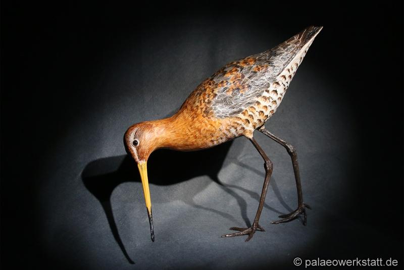 Limosa limosa