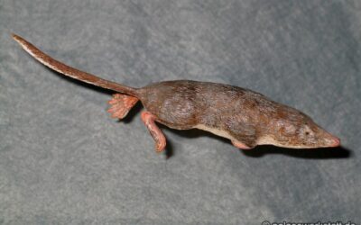 Neomys fodiens