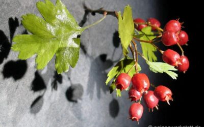 Crataegus monogyna