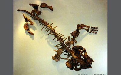 Dicynodon trigonocephalus