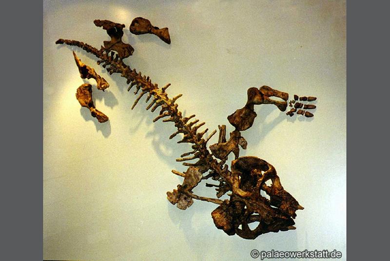 Dicynodon trigonocephalus