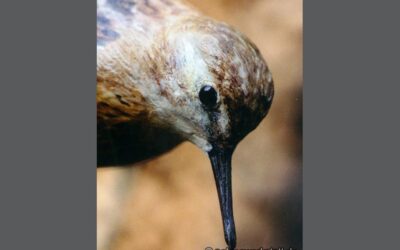 Calidris minuta