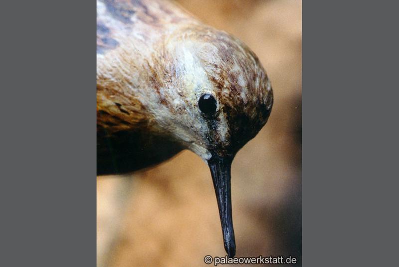 Calidris minuta